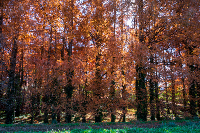 Autumn Metase Forest