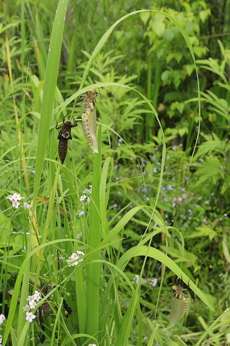 Siebold's dragonfly (Anotogaster sieboldii)