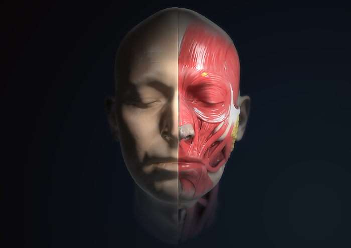 Anatomy of a human head, illustration, Photo by medicalgraphics/F1online