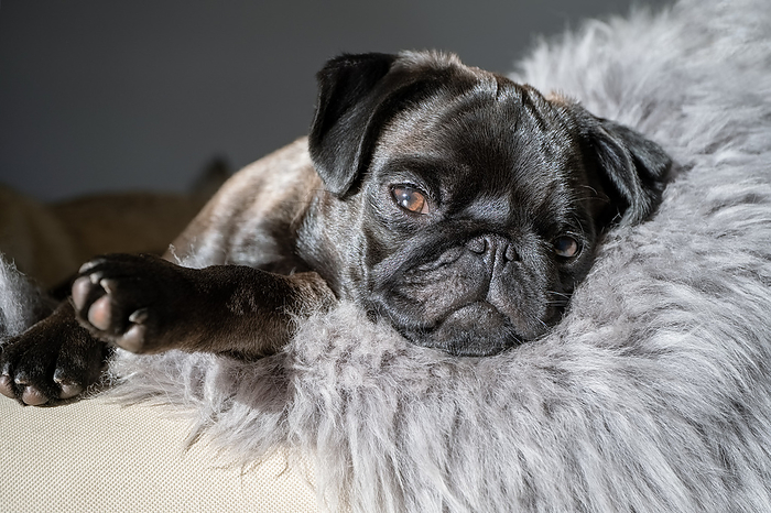 Silver gray pug dog, Schleswig-Holstein, Germany, Europe, Photo by Beate Zoellner/F1online