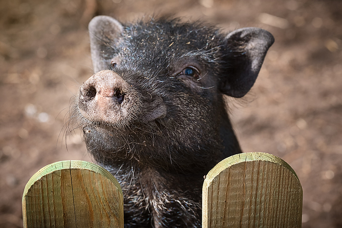 Pig, Bramstedtlund, Schleswig-Holstein, Germany, Europe, Photo by Beate Zoellner/F1online
