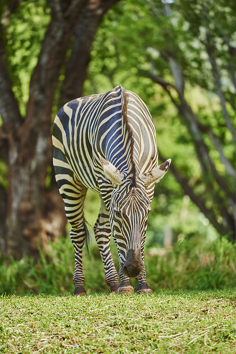 Plains zebra, Equus quagga, Hawaii, USA, Photo by David & Micha Sheldon/F1online