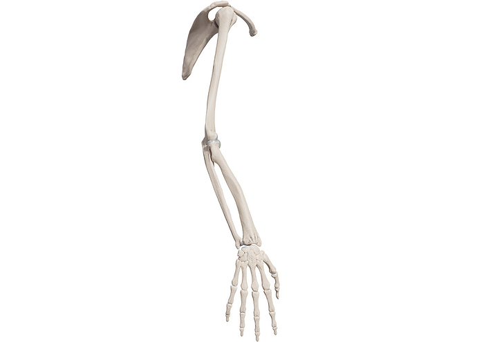 Bones of human arm with shoulder and hand, illustration, Photo by medicalgraphics/F1online