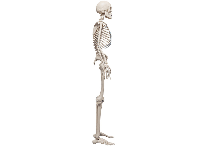Human skeleton, illustration, Photo by medicalgraphics/F1online