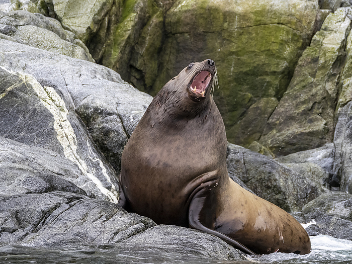 Steller sea lion, Eumetopias jubatus, hauled out on South Marble Island, Glacier Bay National Park, Southeast Alaska. Steller sea lion  Eumetopias jubatus , hauled out on South Marble Island, Glacier Bay National Park, Southeast Alaska, United States of America, North America, Photo by Michael Nolan