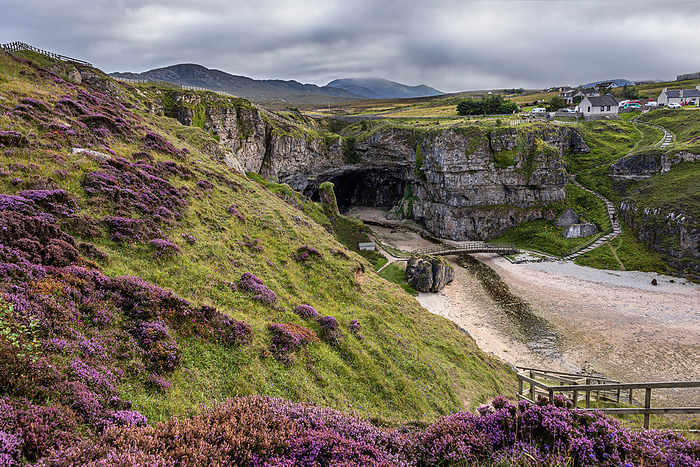 Purple heather on the cliffs above Smoo Cave near Durness which has one of the largest sea cave entrances in Britain. Purple heather on the cliffs above Smoo Cave near Durness which has one of the largest sea cave entrances in Britain, Durness, Highlands, Scotland, United Kingdom, Europe, Photo by George Robertson