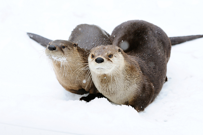 Two river otters (Lutra lutra) sitting in the snow, Bavaria, Germany, high angle view, Photo by David & Micha Sheldon/F1online