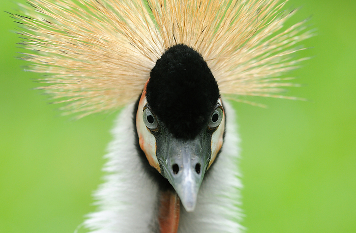 Black Crowned Crane (Balearica pavonina), close-up, Photo by David & Micha Sheldon/F1online