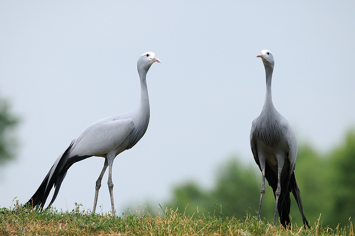 Two Blue Cranes (Anthropoides paradiseus) in a meadow, Photo by David & Micha Sheldon/F1online