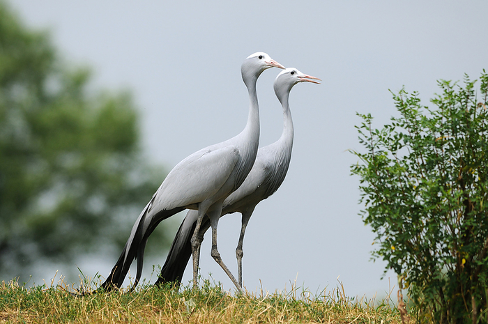 Two Blue Cranes (Anthropoides paradiseus) in a meadow, Photo by David & Micha Sheldon/F1online