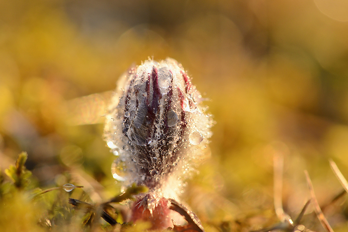 Bud of a Pasque flower (Pulsatilla vulgaris), close-up, Photo by David & Micha Sheldon/F1online