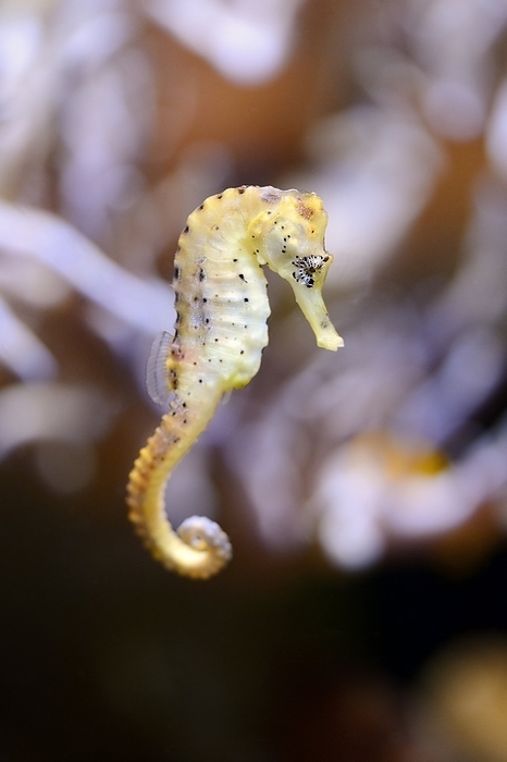 Close-up of a Long-snouted seahorse (Hippocampus guttulatus), Photo by David & Micha Sheldon/F1online