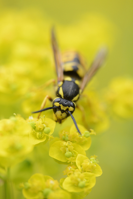 Close-up of a common wasp on a cypress spurge, Photo by David & Micha Sheldon/F1online