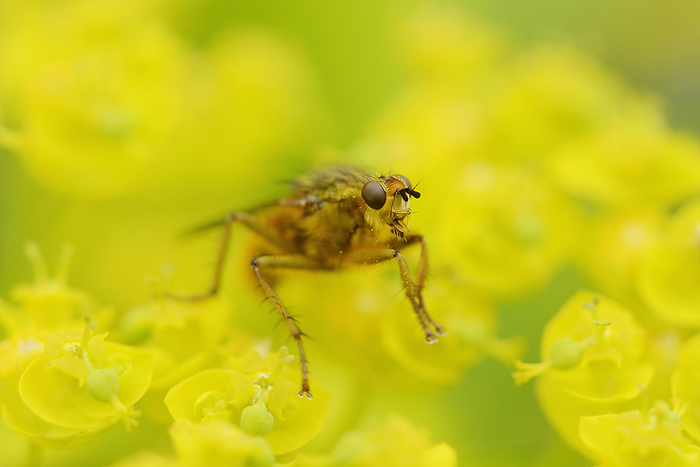 Close-up of a blow fly on a cypress spurge, Photo by David & Micha Sheldon/F1online