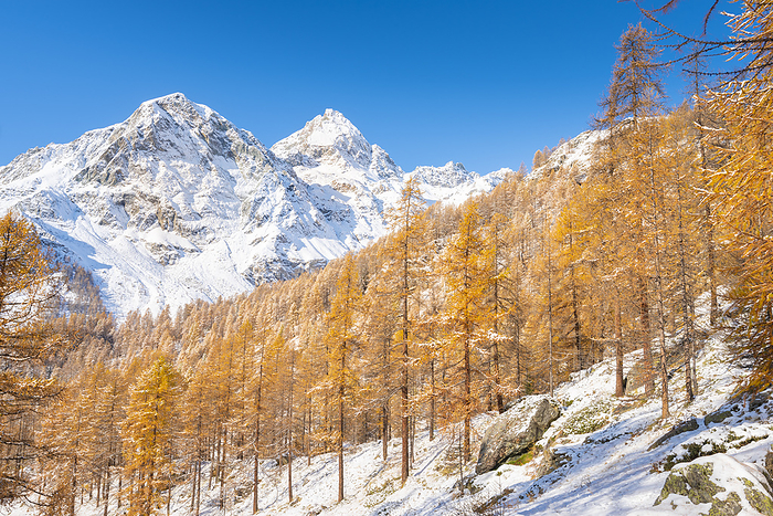Italy Monte Croce and Grand Tournalin over the larches, Val d Ayas, Aosta Valley, Italian alps, Italy, Photo by Francesco Sisti