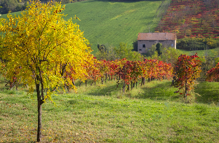 Italy Autumnal view of the countryside and vineyards near Levizzano Rangone. Castelvetro, Modena Province, Emilia Romagna, Italy., Photo by Mirko Costantini
