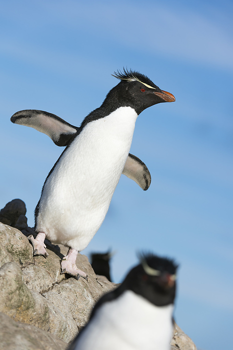 southern rockhopper penguin  Eudyptes chrysocome  Rockhopper penguin  Eudyptes chrysocome , Pebble Island, Falkland Islands., Photo by Sergio Pitamitz