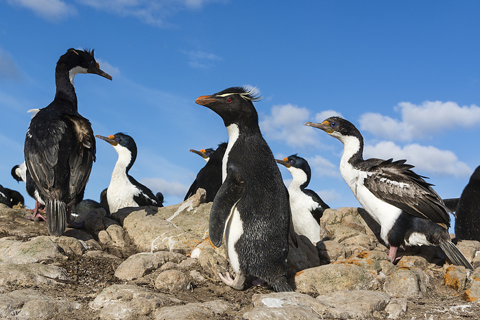 southern rockhopper penguin  Eudyptes chrysocome  Rockhopper penguins  Eudyptes chrysocome , Pebble Island, Falkland Islands., Photo by Sergio Pitamitz