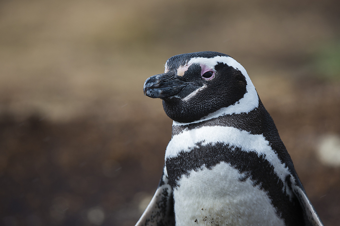 Magellanic penguin  Spheniscus magellanicus  Magellanic penguin  Spheniscus magellanicus , Sea Lion Island, Falkland Islands., Photo by Sergio Pitamitz