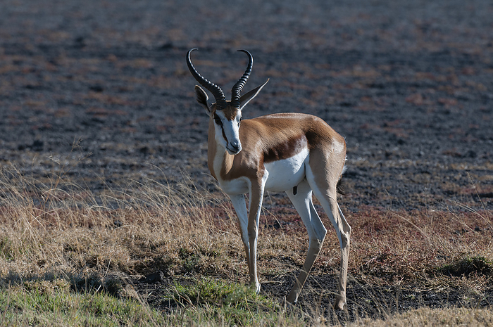 springbok  Antidorcas marsupialis  Springbok  Antidorcas marsupialis , Deception Valley, Central Kalahari Game Reserve, Botswana., Photo by Sergio Pitamitz
