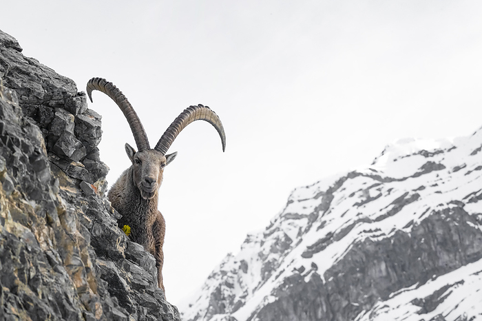 ibex Stelvio National Park,Lombardy,Italy. Capra ibex, Photo by Susi Vettovalli