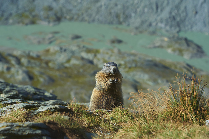 Portrait of an alpine marmot (Marmota marmota) standing on a grassy mountainside at Grossglockner (Großglockner); High Tauern National Park, Austria, Photo by David & Micha Sheldon / Design Pics