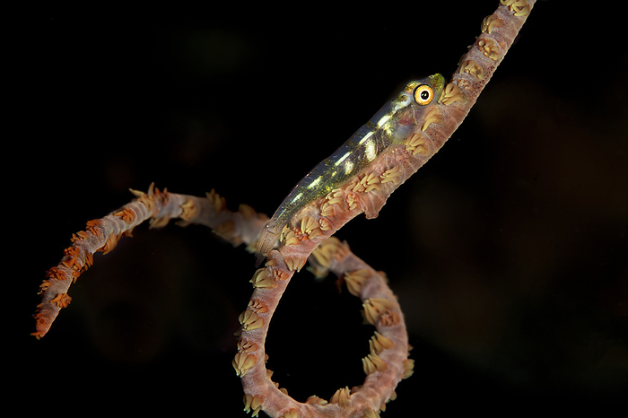 A tiny,one inch Goby fish (Gobiidae) sits on a spiraled, wire coral (Cirrhipathes) with black background; Maui, Hawaii, United States of America, Photo by Jenna Szerlag / Design Pics