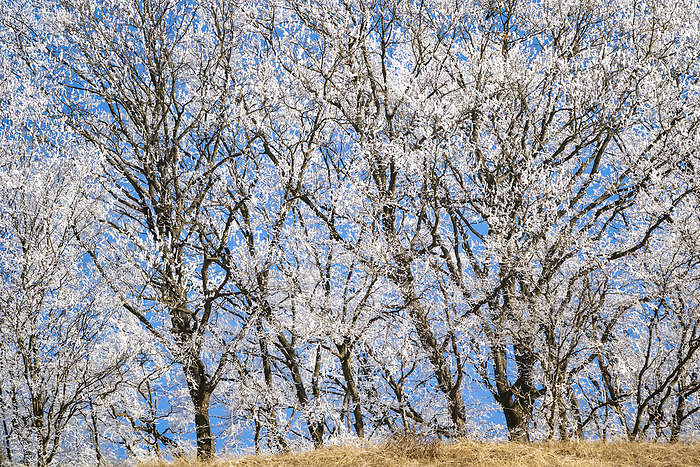 Hoar frost on trees; Cund, Transylvania, Romania, Photo by Chris Caldicott / Design Pics