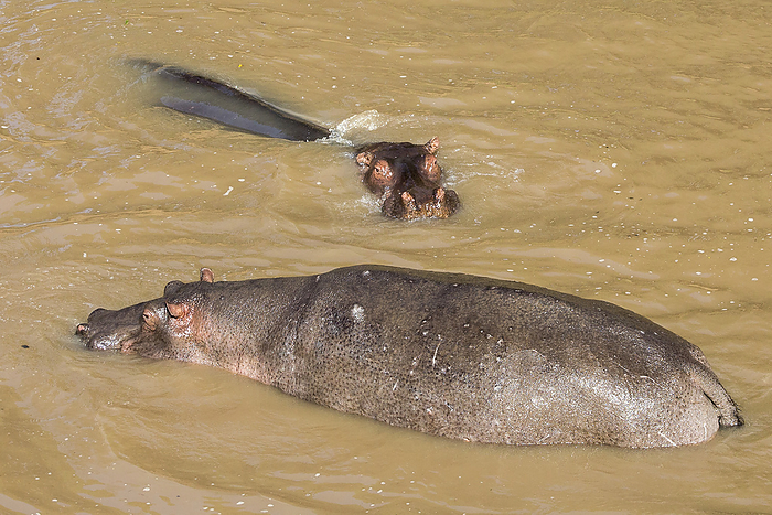 Hippopotamus (Hippopotamus amphibius) in a river spotted on safari in the Masai Mara wildlife reserve, Kenya, Africa; Maasai Mara, Kenya, Photo by Chris Caldicott / Design Pics