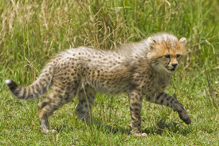 Portrait of a cheetah cub (Acinonyx jubatus) walking through the grassland on a sunny day; Kenya, Photo by Tom Murphy / Design Pics