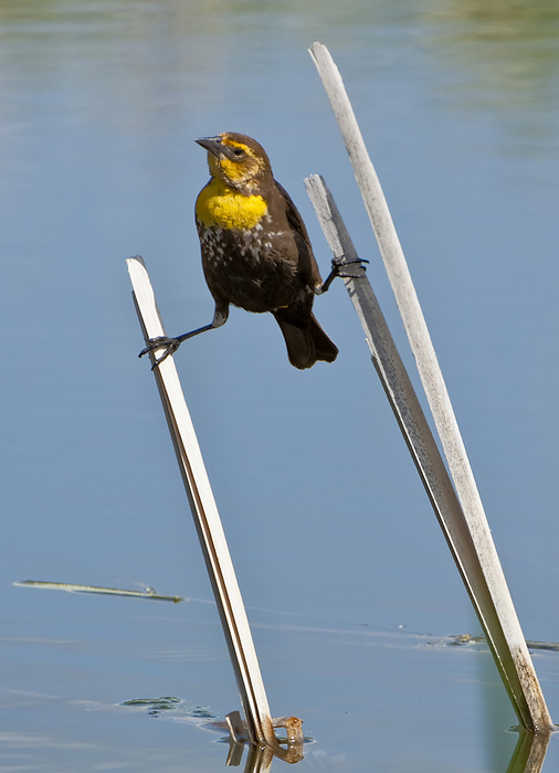 Portrait of a female yellow-headed blackbird (Xanthocephalus xanthocephalus) standing with its legs balanced on two dried reeds above the water; Yellowstone National Park, United States of America, Photo by Tom Murphy / Design Pics