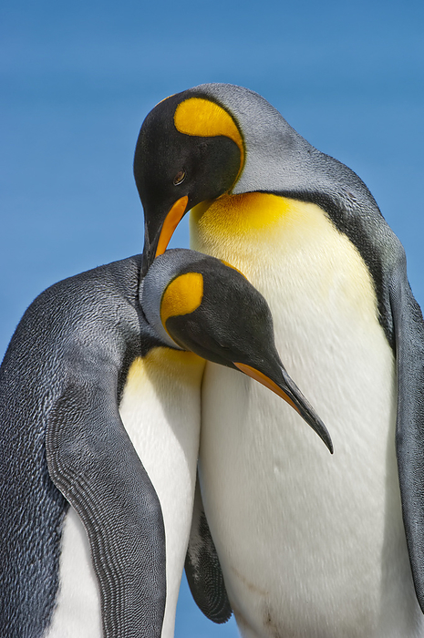 Close-up of two king penguins (Aptenodytes patagonicus) hugging each other with their necks in mating ritual; South Georgia Island, Antarctica, Photo by Tom Murphy / Design Pics