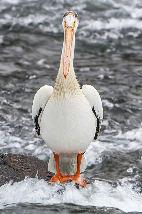 Portrait of an American white pelican (Pelecanus erythrorhynchos) standing on the shore with the water rushing in the background; Yellowstone National Park, United States of America, Photo by Tom Murphy / Design Pics