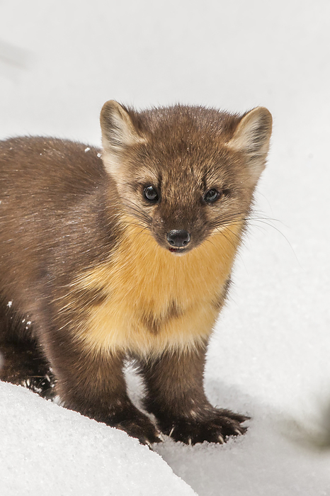 Portrait of an American marten (Martes americana) standing in the snow in winter looking at camera; Yellowstone National Park, United States of America, Photo by Tom Murphy / Design Pics