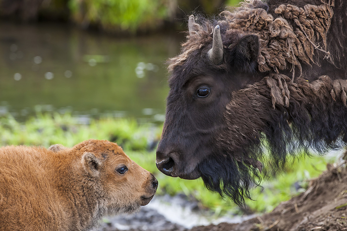 American bison cow (Bison bison) and calf bonding, face to face in Yellowstone National Park, United States of America, Photo by Tom Murphy / Design Pics