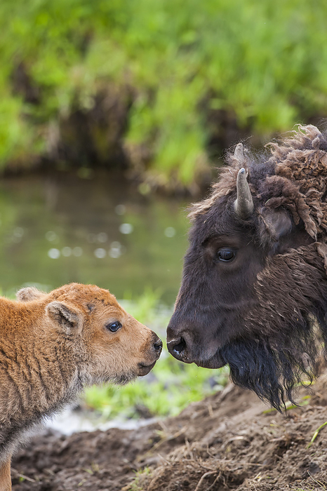 American bison cow (Bison bison) and calf bonding, face to face in Yellowstone National Park, United States of America, Photo by Tom Murphy / Design Pics
