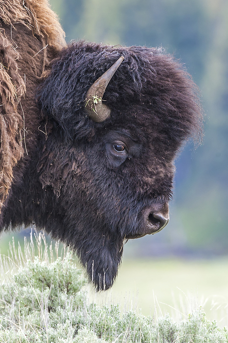 Close-up portrait of the profile of a bison bull (Bison bison) grazing in a grassy field; Yellowstone National Park, Wyoming, United States of America, Photo by Tom Murphy / Design Pics