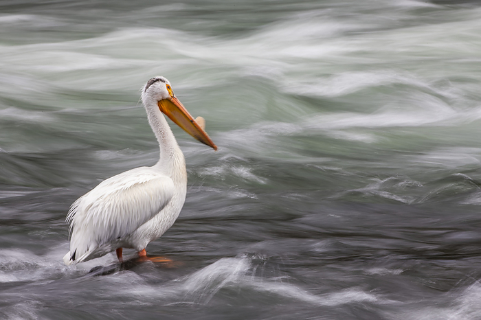 Portrait of an American white pelican (Pelecanus erythrorhynchos) displaying a  bill horn on its beak during breeding season and standing on rocks in the middle of the rushing water of the Yellowstone River in Yellowstone National Park, Wyoming, United States of America, Photo by Tom Murphy / Design Pics