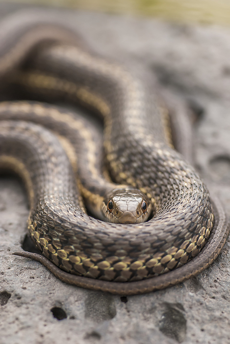 Close-up portrait of a wandering garter snake (Thamnophis elegans); Yellowstone National Park, United States of America, Photo by Tom Murphy / Design Pics