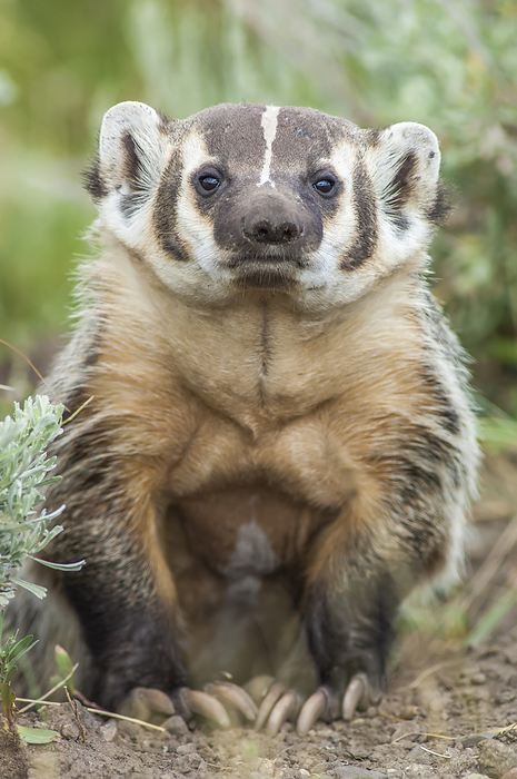 Portrait of an American badger (Taxidea taxus) sitting in the dirt at entrance to hole, looking at camera; Yellowstone National Park, United States of America, Photo by Tom Murphy / Design Pics