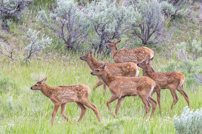 Group of young elk calves (Cervus canadensis) walking through sagebrush in a grass meadow; Yellowstone National Park, United States of America, Photo by Tom Murphy / Design Pics