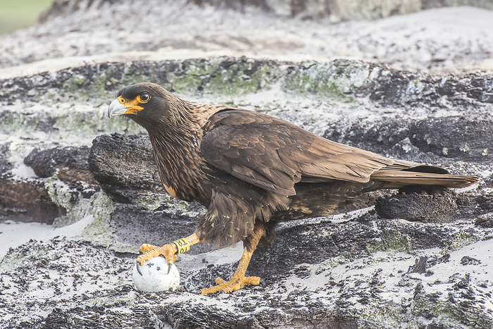 Portrait of a striated caracara (Phalcoboenus australis) standing on rocky beach with one foot on a found gentoo penguin egg; Falkland Islands, Antarctica, Photo by Tom Murphy / Design Pics