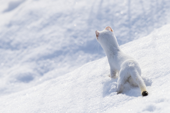 View taken from behind of a short-tailed weasel (Mustela erminea) camouflaged in its white winter coat, looking out over the snow covered landscape; Yellowstone National Park, Wyoming, United States of America, Photo by Tom Murphy / Design Pics