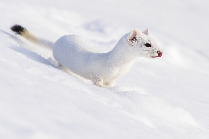 A short-tailed weasel (Mustela erminea) camouflaged in its white winter coat, looking out over the snow covered landscape; Yellowstone National Park, Wyoming, United States of America, Photo by Tom Murphy / Design Pics
