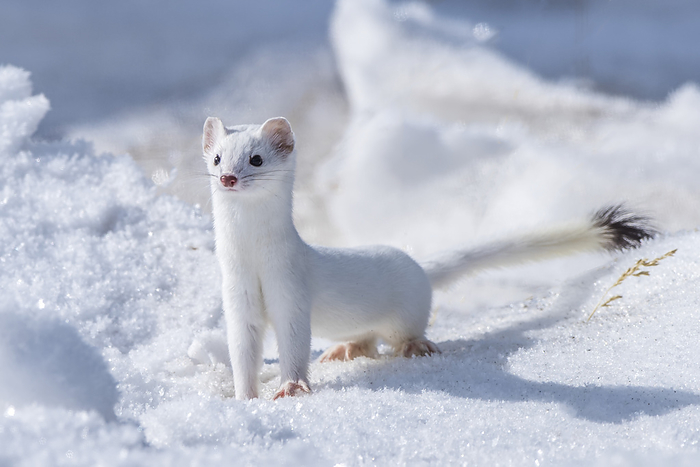 A short-tailed weasel (Mustela erminea) camouflaged in its white winter coat, looking out over the snow; Montana, United States of America, Photo by Tom Murphy / Design Pics
