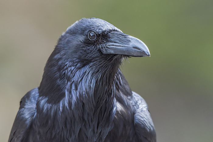 Close-up portrait of a raven (Corvus corax); Yellowstone National Park, United States of America, Photo by Tom Murphy / Design Pics