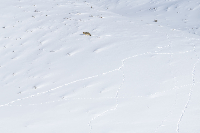 A lone coyote (Canis latrans) walking over the snow-covered landscape looking for food, making tracks in the snow; Yellowstone National Park, United States of America, Photo by Tom Murphy / Design Pics