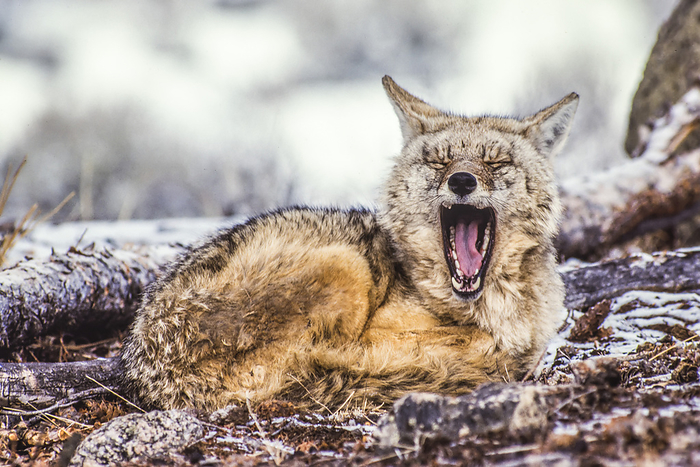 A sleepy coyote (Canis latrans) curled up on the snow-covered ground, yawning at the camera; Yellowstone National Park, United States of America

, Photo by Tom Murphy / Design Pics