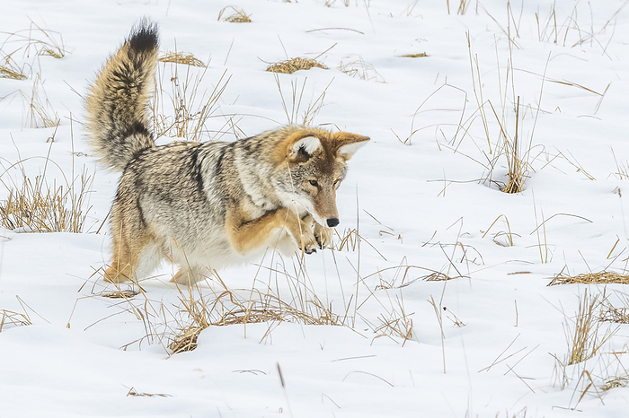 Close-up of a Coyote (Canis latrans) leaping in the snow hunting for food; Yellowstone National Park, United States of America, Photo by Tom Murphy / Design Pics