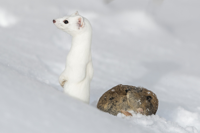 A short-tailed weasel (Mustela erminea) camouflaged in its white winter coat standing up in the snow beside its prey, a montane vole (Microtus montanus); United States of America, Photo by Tom Murphy / Design Pics